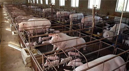 董事长挂帅养猪 傲农生物提高留种比例 2023年计划出栏600万头