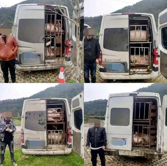 4辆7座商务车竟拉79头猪！雅西高速上司机改装贩运被查