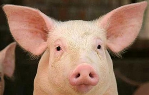 秋季养猪场如何进行催肥出栏？做好4个点！