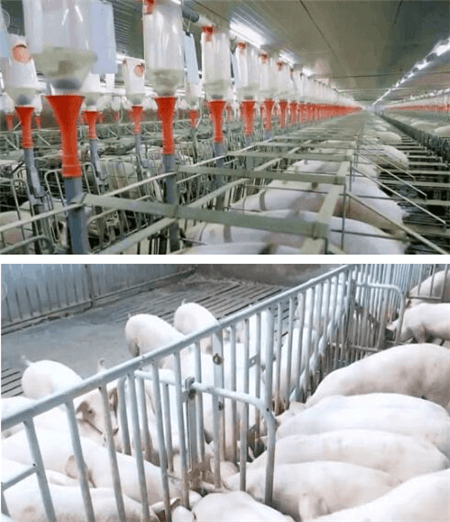 养猪也有高科技！中美之间生猪生产成本差距有多大？