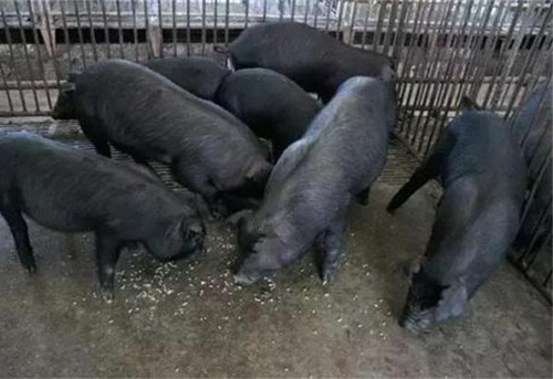 喂养大河乌猪怎样避免食物中毒？