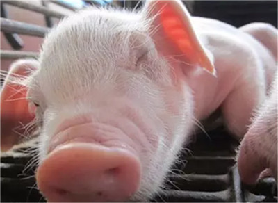 深度报告：生猪出栏将在明年降至最低 饲料企业或降至两千多家