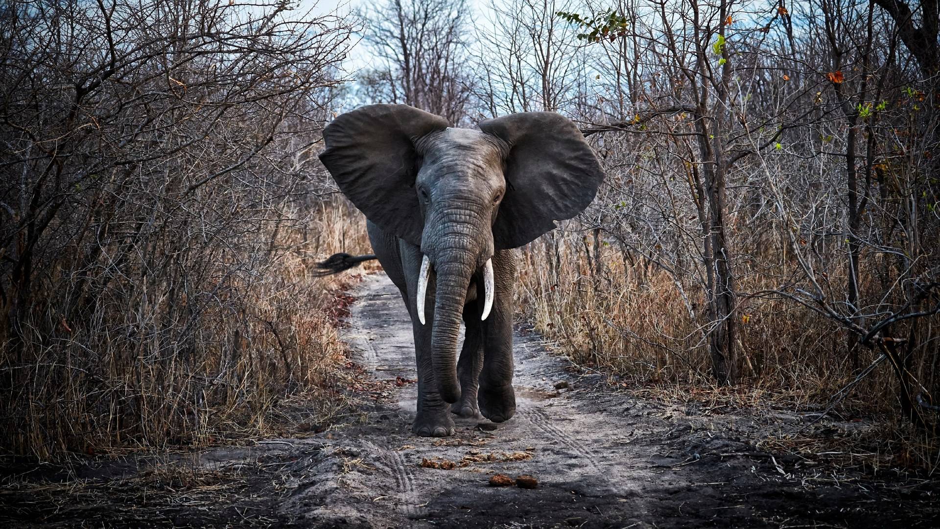 急急急！猪价迎来5连涨，能维持多久？官方再提散户是为了……