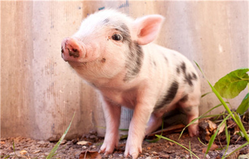 粤生猪及肉品价格三个月来首次回落