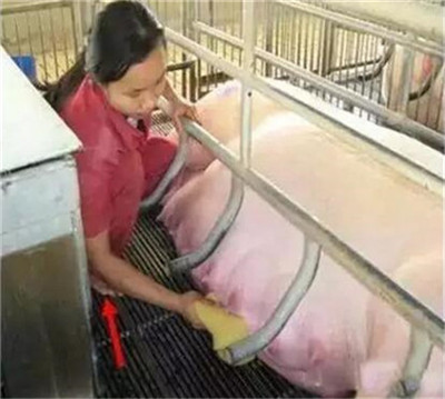 中国养猪网