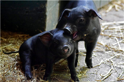 河北省：猪肉批发价格连续两周小幅下跌！