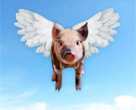 玩不转，猪价涨幅骤减？官方又开始严查禁养区