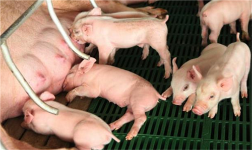 母猪产后不食怎么办？该怎么解决？（2）