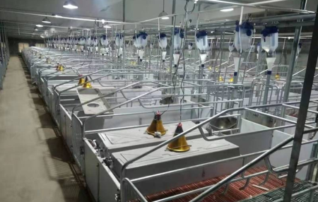 智能养猪新模式开启，大批种猪将从丹麦