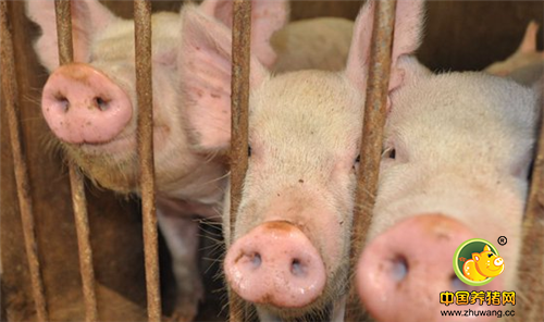 不爱吃人造素肉？你需要这款细胞培育的肉，价格还很感人