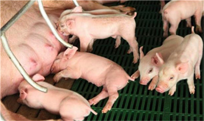 山西：力争稳定生猪产能，保障生猪市场供给！