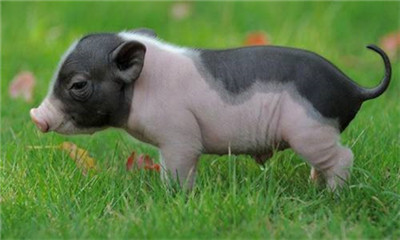 湖南：计划5年内从“养猪大省”到“生猪强省”！