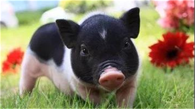 侨外出国：猪肉价格上涨110%！小心你的钱包缩水！