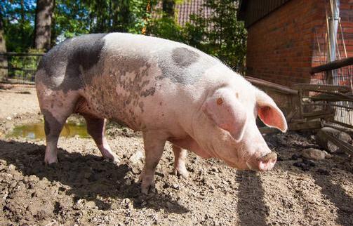 全国猪肉价格连续回落央视记者深入调研生猪养殖现状