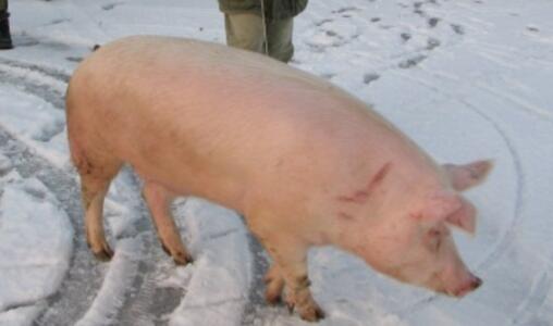 农业农村部接到非瘟举报情况如何？进行了什么样的处置？