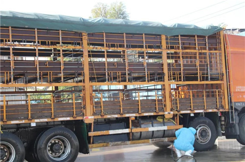 赚翻了！“鸭转猪”成功案例分享，赶上了猪价高点！