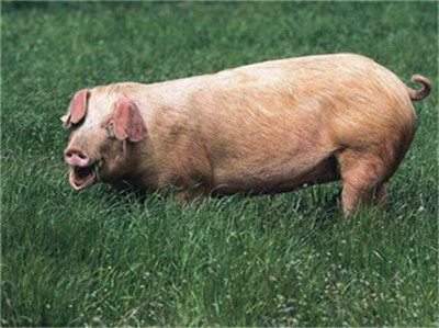 消费不给力 储备肉连续打压 猪价再度震荡走跌！