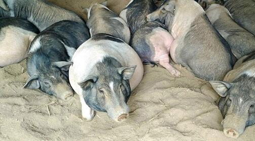 湖南大学发现新型猪圆环病毒（暂定名PCV4），猪群先前被认为是非瘟感染