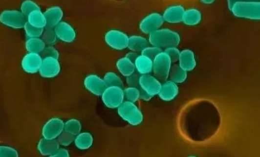 农民日报：科学认识兽用布病疫苗