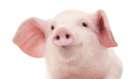 进口猪肉同比大增151%，关税再降4%！多重利空下猪价要凉凉？