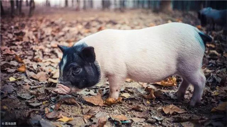 元旦将至，猪市新闻满天飞！