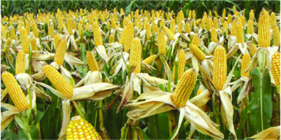 2019年玉米深加工消耗趋紧饱和，2020年增长有限