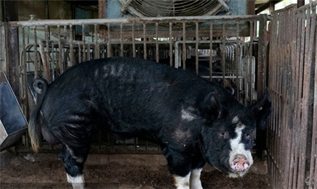 防控非洲猪瘟渎职 乡镇兽医获刑二年！