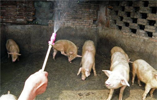 猪场公猪站怎么管理，公猪站管理手册（连载二）