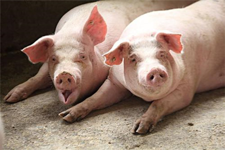 ​2019中国猪业十大事件！件件震动行业