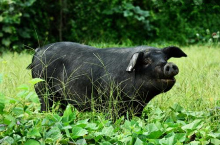 生猪养殖企业再掀扩产潮 猪价短期波动不改稳健大势