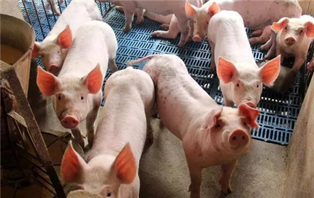 养猪再上风口，非洲猪瘟疫情缓解后，谁能保住大部分产能？