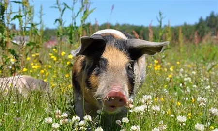 冻猪肉口感如何？记者到储备肉的“大冰箱”里进行了探访