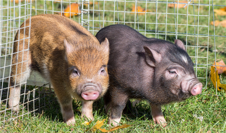 动物疫病强制免疫计划出台，动保疫苗市场将达千亿级别