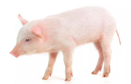 广东：2025年将建成30个10万头以上猪场！