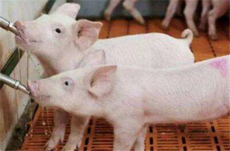 大量猪肉正在“赶来”！4大利好“稳定”猪价，春节猪价稳了？
