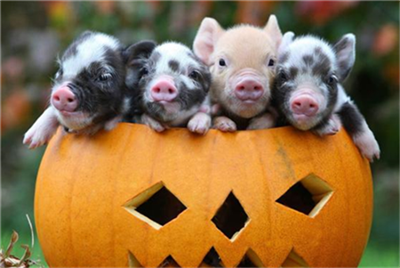 江苏建立恢复生猪生产保障市场供应联席会议制度