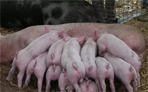 涨！8万储备肉已下放，猪价为啥上涨？春节肉价能到20？