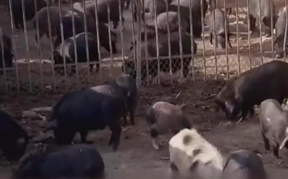 陕西“养猪大亨”翻身致富！