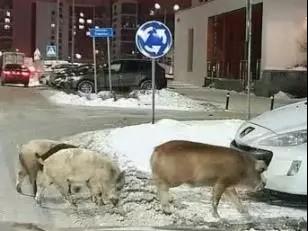 三只小猪闯进超市，吓坏了路人，猪却不以为意只顾喝酒？