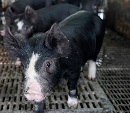 国家发改委：春节期间猪肉价格有望保持平稳态势