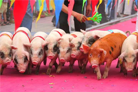 猪价再次上涨，节前猪肉会超过30块钱吗？答案来了