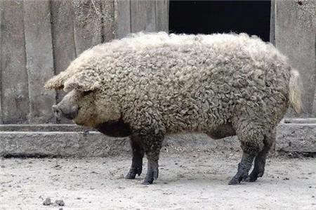 春节猪肉够不够？本轮储备肉主要是进口肉，春节后将继续投放！