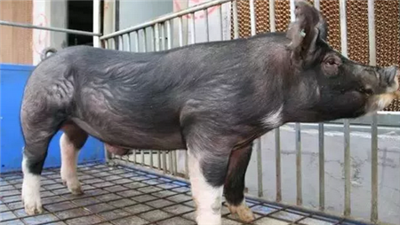 两会建议：对散户也奖补，将仔猪、肉用猪等纳入保险