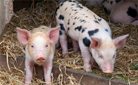猪卖不出 肉买不到 市场有价无市现象突出