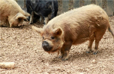 瘦肉型猪规律限制饲养法有哪些？具体怎么样？