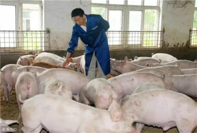怎样提高一般猪的瘦肉率？