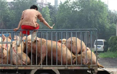 母猪饲养各阶段饲料的选择和控制方案