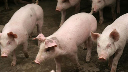 进不来，出不去！生猪市场有价无市，家禽市场无价亦无市！