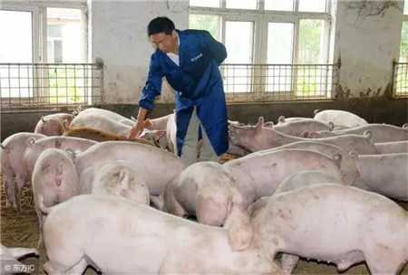 近期，猪价不停的上涨，能否冲破20元大关呢？