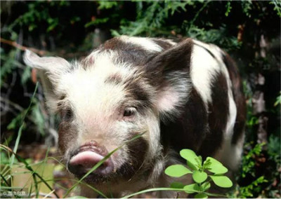 大面积暴涨，“白菜价”猪肉黄了？2个好消息1个坏消息